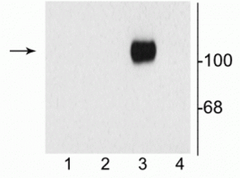 NMDA NR1 Subunit, Splice Variant C1 Antibody