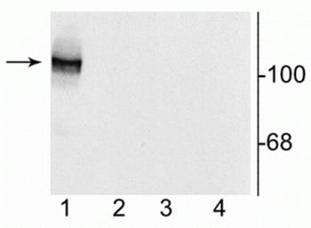 NMDA NR1 Subunit, Splice Variant N1 Antibody