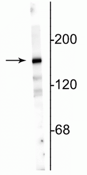 NMDA NR2A Subunit, N-terminus Antibody