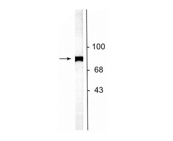 NSF (N-ethylmaleimide sensitive fusion protein) Antibody