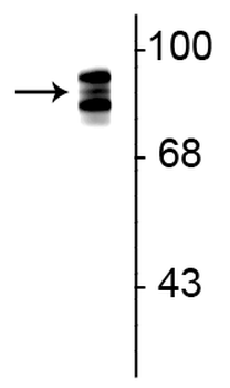 Periostin pan Antibody