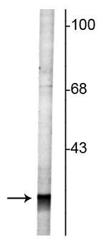 Rab 3 Antibody