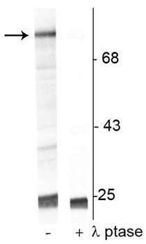 Raf-1 (Ser301) Antibody