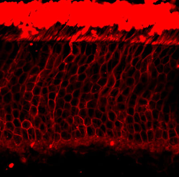 Rhodopsin Antibody
