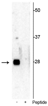 Ribosomal protein S6 (Ser244) Antibody