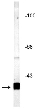 SNAP25 Antibody