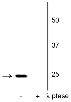 SNAP25 (Ser187) Antibody