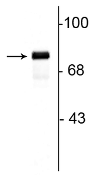 Synapsin I Antibody