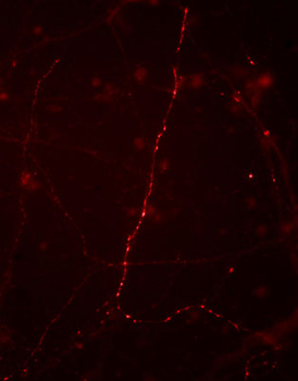 Synapsin I (Ser9) Antibody