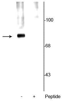 Synapsin (Ser62,67) Antibody