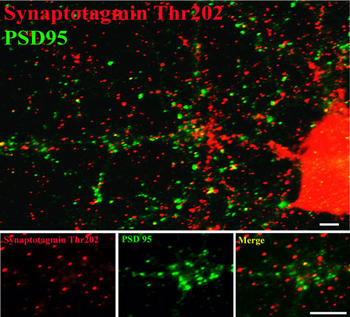Synaptotagmin (Thr202) Antibody