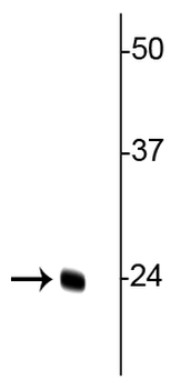 TFAM (Transcription Factor A, motochondrial) Antibody