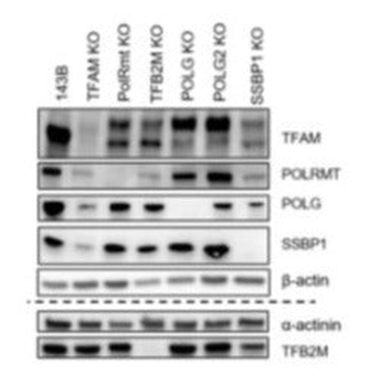 TFAM (Transcription Factor A, motochondrial) Antibody