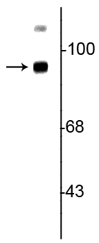 Trk B Antibody