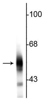 Tubulin, beta III Antibody