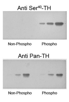 Tyrosine Hydroxylase (Ser40) Antibody