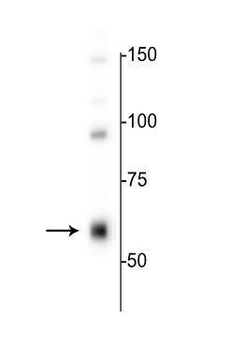GABAA Receptor α4 Antibody