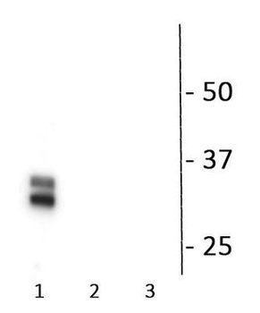 Connexin 35/36 (Ser276) Antibody