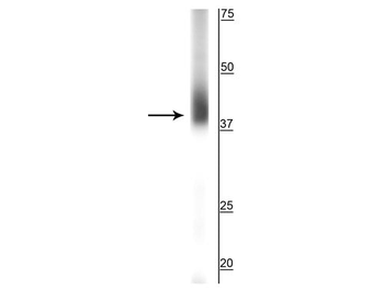 SOX2 Antibody