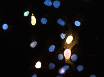 SOX2 Antibody