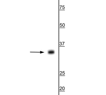 Aquaporin 4 Antibody