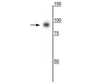 CD71 Antibody