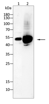 TGFB1 Antibody