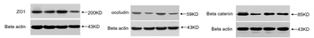 TJP1 Antibody
