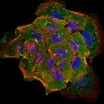 TJP1 Antibody