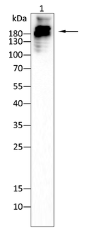 TJP1 Antibody