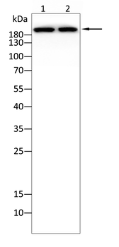 TJP1 Antibody