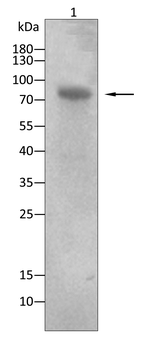 PIK3R1 Antibody