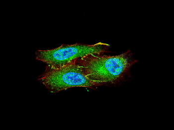 PIK3R2 Antibody