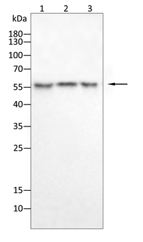 PIK3R1 Antibody