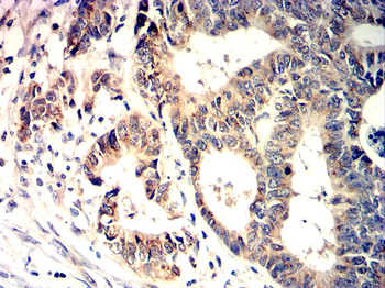 TLR4 Antibody