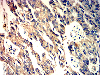 TLR4 Antibody