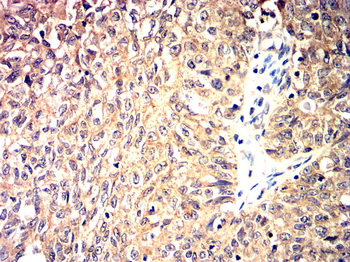 TLR4 Antibody