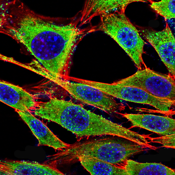 PECAM1 Antibody