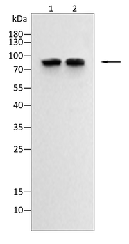 PECAM1 Antibody