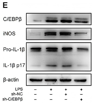 NOS2 Antibody