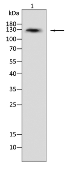 NOS2 Antibody