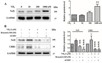 NFE2L2 Antibody
