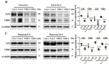 NFE2L2 Antibody