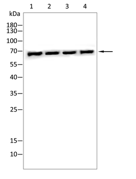 NFE2L2 Antibody