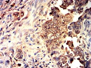 CASP1 Antibody