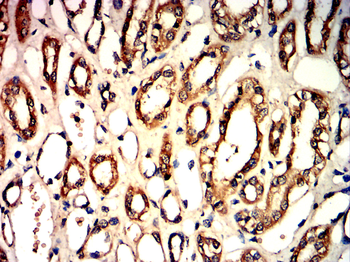 MMP2 Antibody
