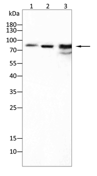 MMP2 Antibody