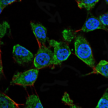 CASP3 Antibody
