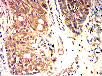 NLRP3 Antibody
