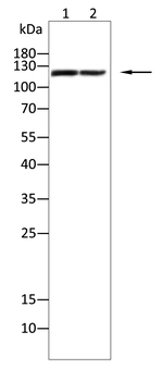 NLRP3 Antibody